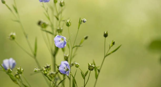 istock Blue flax flower against tranquil green backdrop epitomizing the splendor and peacefulness of nature 2173032003