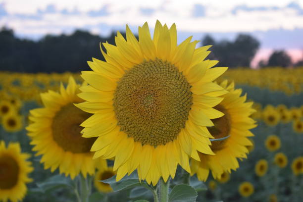 istock Beautiful Kansas Sunflowers on a September Day 2173034164