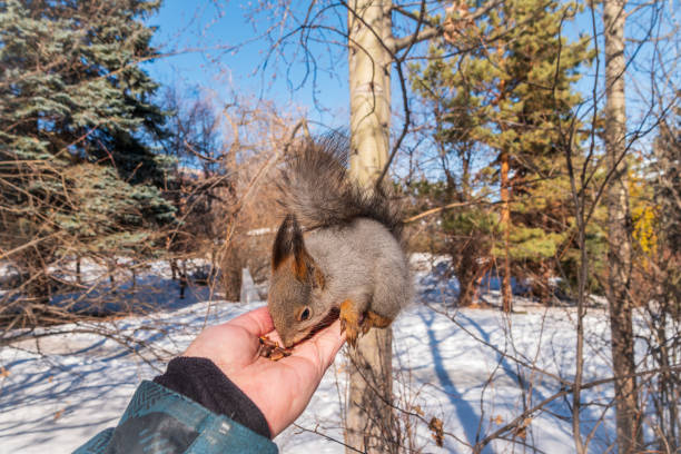 Close-up of a red squirrel eating and feeding in the Campo Grande public park in Valladolid, Castile and León, Spain - November 3, 2025.