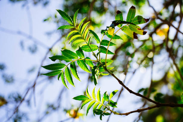 istock Green Leaves Illuminated By Sunlight On A Tree Branch Against A Soft Blue Sky 2173039123