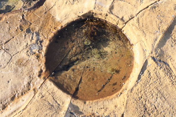 istock Tide Pool On A Rocky Surface With Small Marine Plants And Algae Forming A Circular Shape 2173039870
