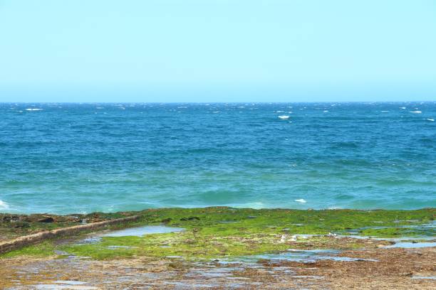 A wide view of the expansive blue ocean meeting the rocky shoreline, covered in patches of green algae, on a clear day. The contrasting textures of the rocks and sea create a striking coastal scene.