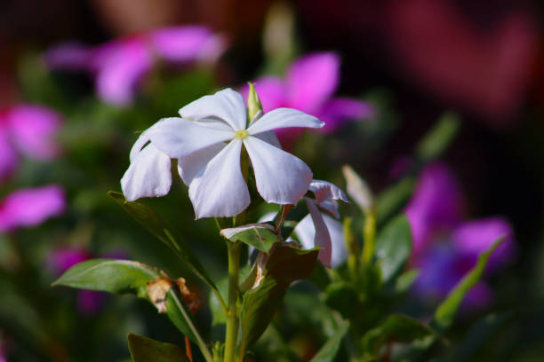 Catharanthus roseus White Beautiful Flowers With Blur Flower Background