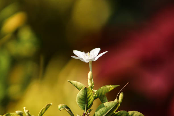Close-up view of a white flower standing gracefully surrounded by lush greenery, signifying peace and harmony, ideal for natural or gardening-themed visual content.