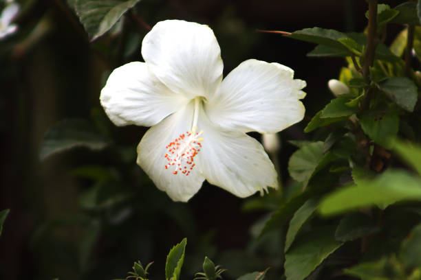 Beautiful Full White Hibiscus Flower With Leaves