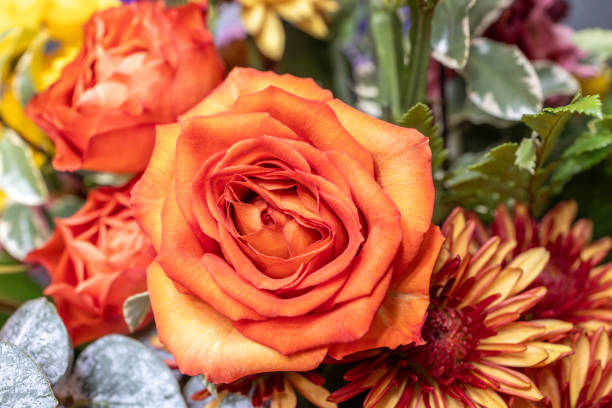 Bouquet made of orange Roses, yellow ornithogallum and Red Freesia flowers. Warm colors. Isolated on white.