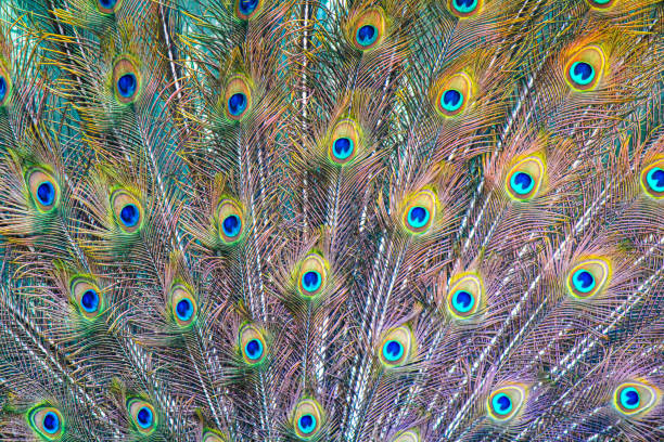 Close up of colorful of peacock feathers as background, top view