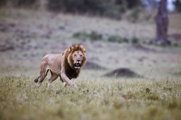 istock Male lion walking in Masai Mara. 2173050899