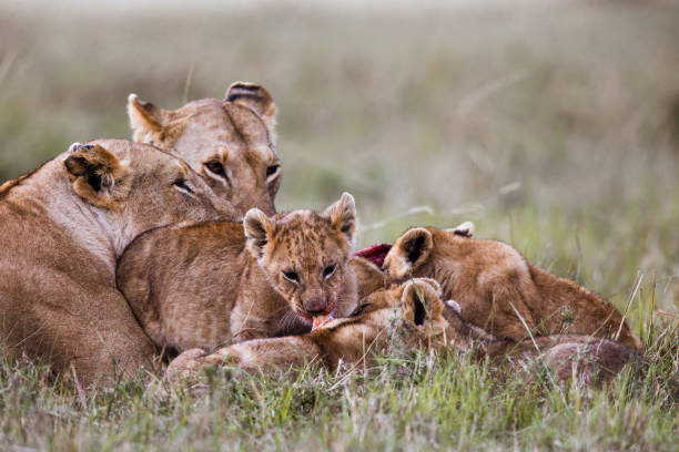 istock Lioness and little cubs eating in the wild. 2173050914