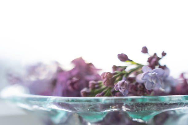 White background with flowering lilac branches in the green bowl with space for text greeting