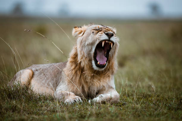istock Lion's roar in nature. 2173050938