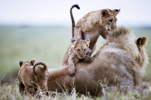 Lion cubs playing with their father in nature.