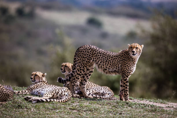 istock Group of Masai Mara cheetahs in nature. 2173051063