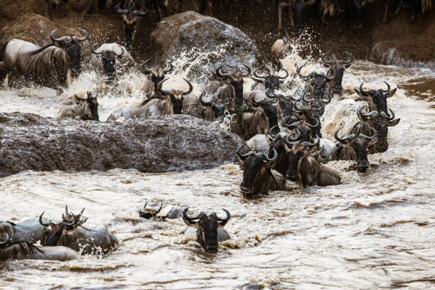 istock Great wildebeest migration in Masai Mara. 2173051178