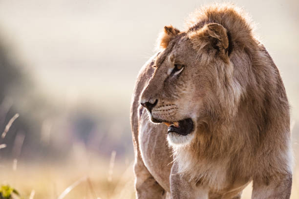 istock Male lion in the wild. 2173051220