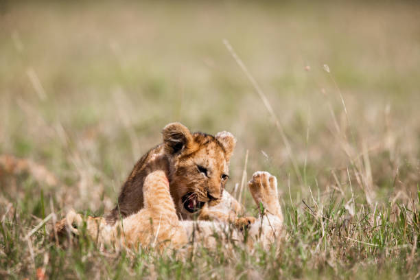 Lion cubs playing in grass in the wild. Copy space.