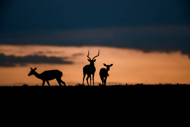 istock Silhouettes of impalas at sunset. 2173051390