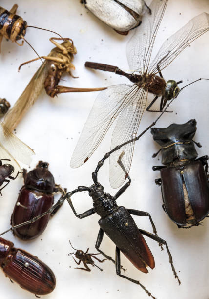 Collection of dried dead insects pinned in a box. White background