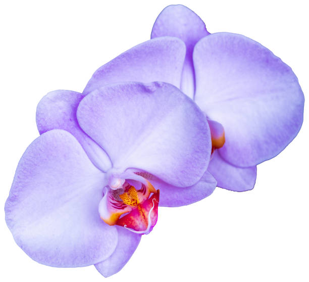 istock Isolated Purple Phalaenopsis Orchid. 2173057098