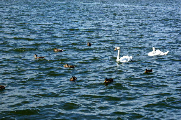 two swan and flock of ducks in a blue lake