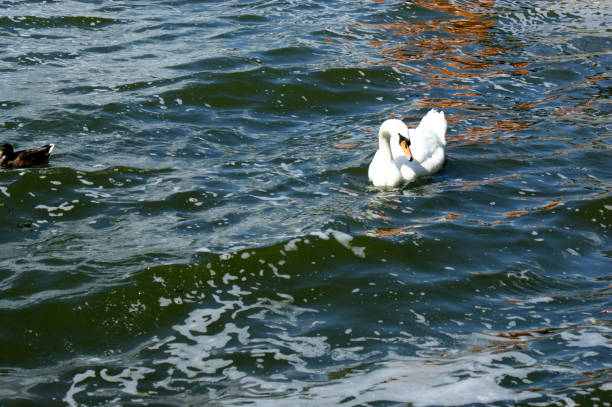 one lonely white swan on a lake water reflection