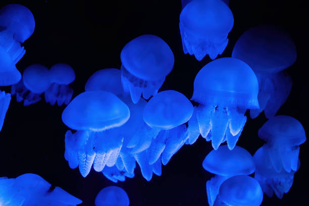 Several glowing blue jellyfish swim gracefully through an aquarium. Their translucent bodies illuminate the dark water, mesmerizing spectacle