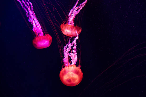 istock Three pink jellyfish with long tentacles float in a dark blue aquatic environment 2173061390