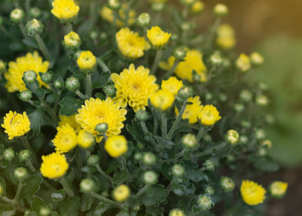 istock Yellow chrysanthemums in a flower garden 2173061804