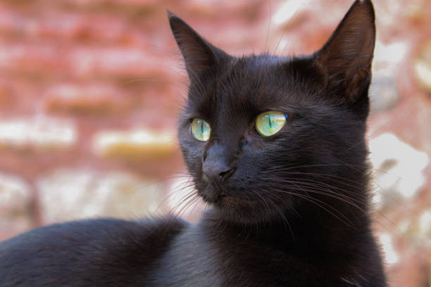 istock Black Cat with Striking Green Eyes Relaxing on Wooden Surface 2173062923