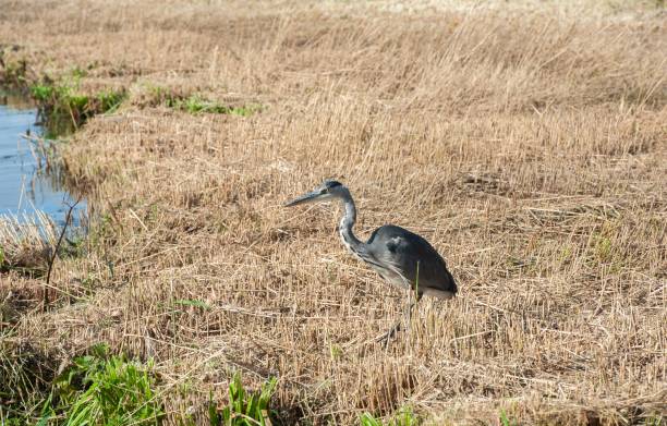 istock Heron in dried landscape 2173063269