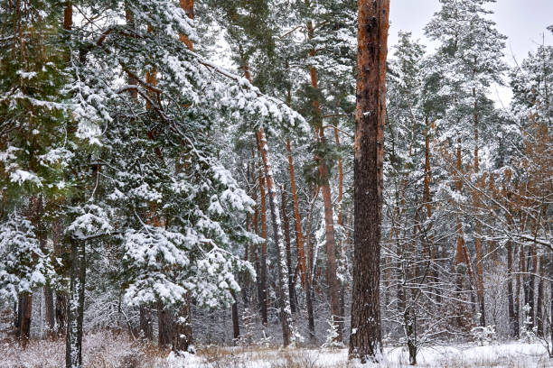 istock Peace and tranquility in a winter park with large trees and dense branches 2173063465