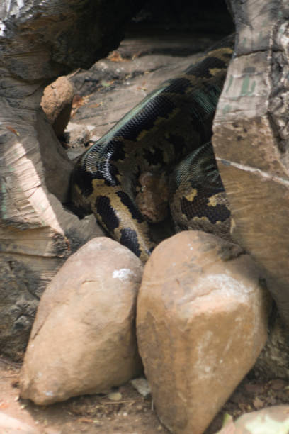 istock The view of the Burmese python in the Byculla zoo. 2173063604