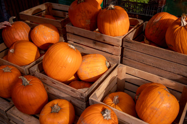 istock Autumn Pumpkins Background with Halloween Them 2173064427