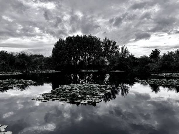 istock Clouds reflected in stagnant pond water with water lilies and trees 2173065166