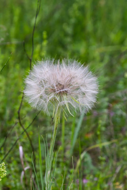 istock Goatsbeard, Tragopogon pratensis, flower seed head close up with feathery seeds and a blurred background of leaves 2173066485