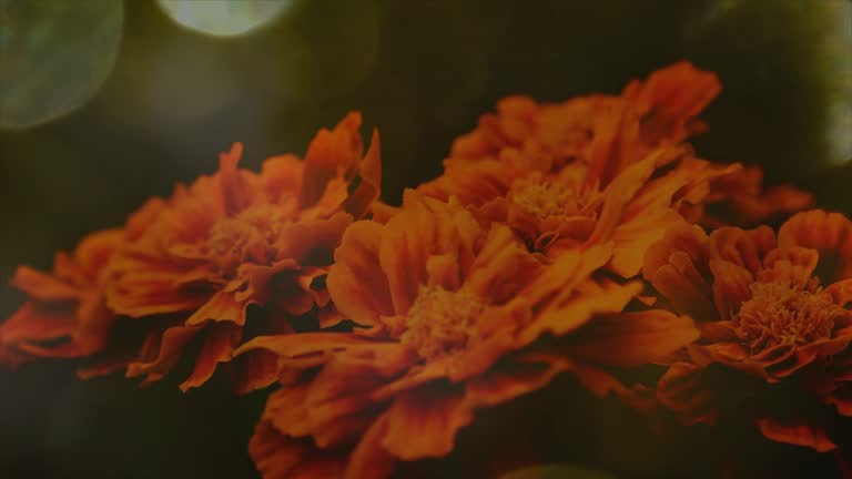 Marigold: Summer in Night Marigold: Summer in Night