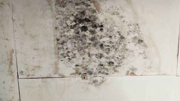 istock ceiling walls that are moldy due to damp 2173068268