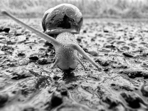 Close up surface level view of a snail crawling on a wet surface