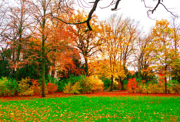Park with trees in autumn with a house in the background. Beautiful autumn day in a park, with trees shedding their leaves