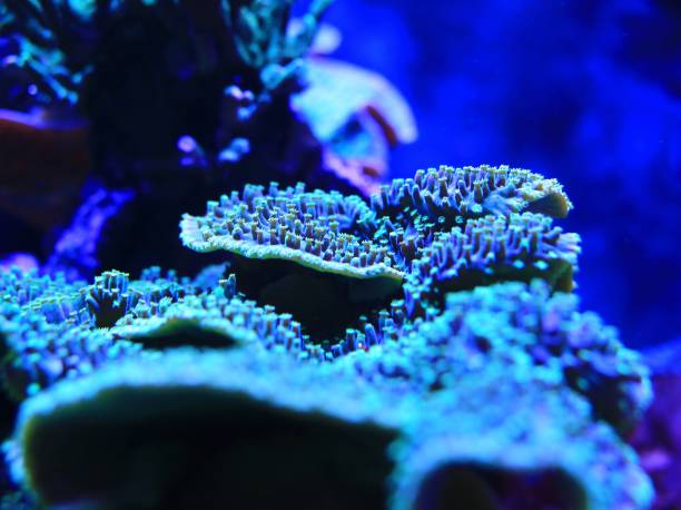 Coral close-up with intricate blue patterns under the oceans deep, vibrant waters.