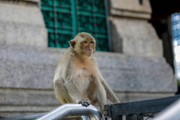 Phra Kan Shrine, Lopburi, an ancient site located in the middle of a roundabout. Inside is the shrine of Chao Pho Phra Kan, an ancient deity from the Khmer period. Many monkeys live in this area.