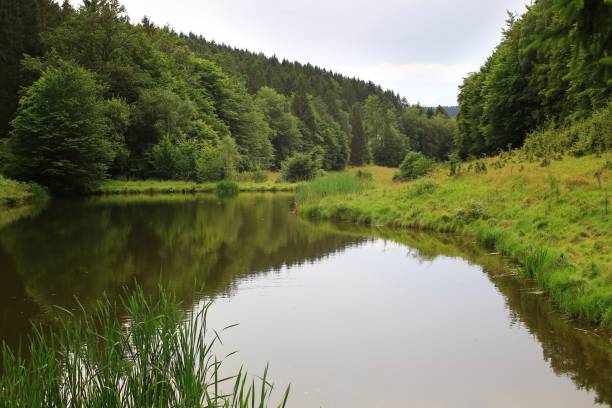 istock Forest river in Thuringia with lush greenery, reflecting water, and a tranquil, untouched natural setting 2173071150