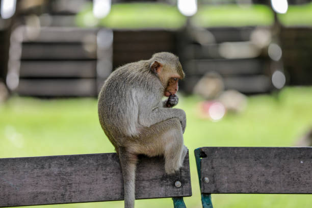 Monkey in Zhangjiajie Forest Park  on the background of lush foliage observed during trip to China in winter