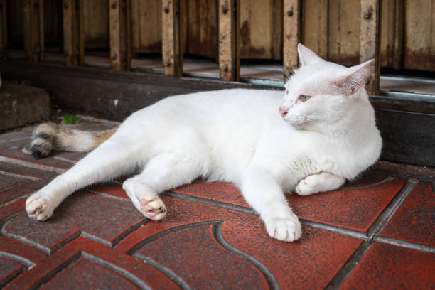 Portrait of pets and their humans - Portrait of a mixed breed cat eating a dried fish