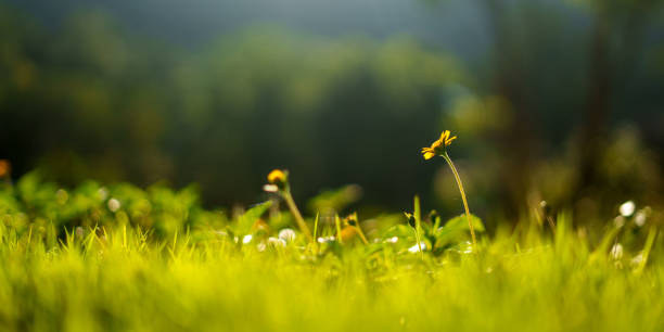 istock Grass in the field with backlight in summer evening 2173072736