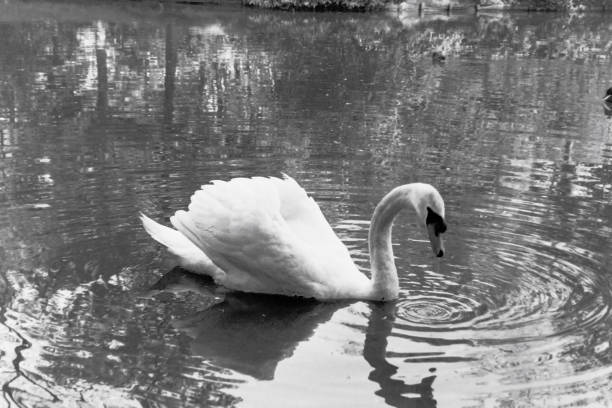 istock Swan in the park swimming 2173075030