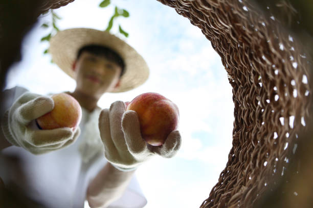 Farmer wearing hat picking fresh plums from a bountiful autumn plum orchard and putting them in a basket