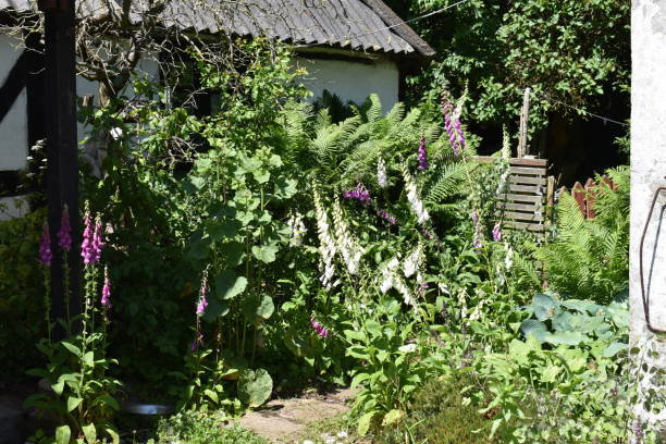 istock Lush courtyard - purple and white foxglove in bloom. 2173077469