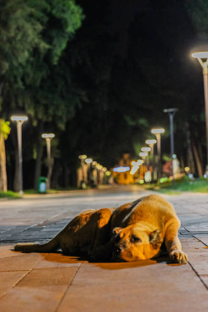 Traditional best photo from Turkey