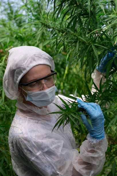 istock A Scientist Engaged in the Harvesting of Cannabis Within a Controlled Environment Setup 2173078625